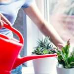 Love Plants? Hate Hay Fever?