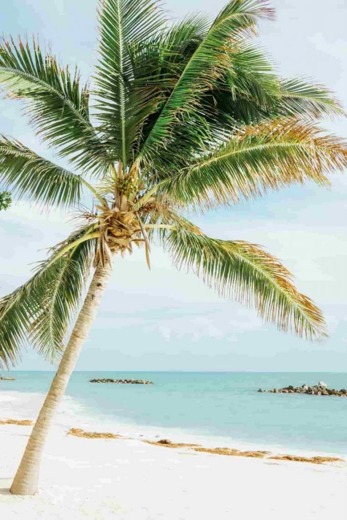 Beach with palm trees