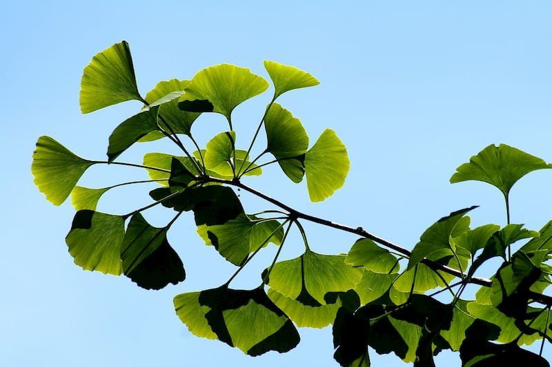 Ginkgo Biloba tree branch | Top 5 Natural ED Treatments | e-Surgery 