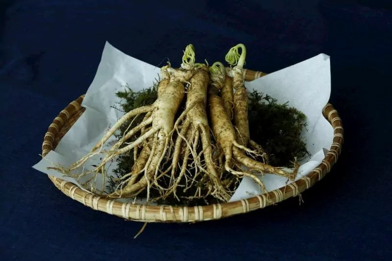 Ginseng root, in a wooden bowl on a dark navy table cloth | Top 5 Natural ED Treatments | e-Surgery 