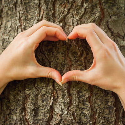 Loving the nature. Close-up of hands gesturing heartshape on the tree  e-surgery