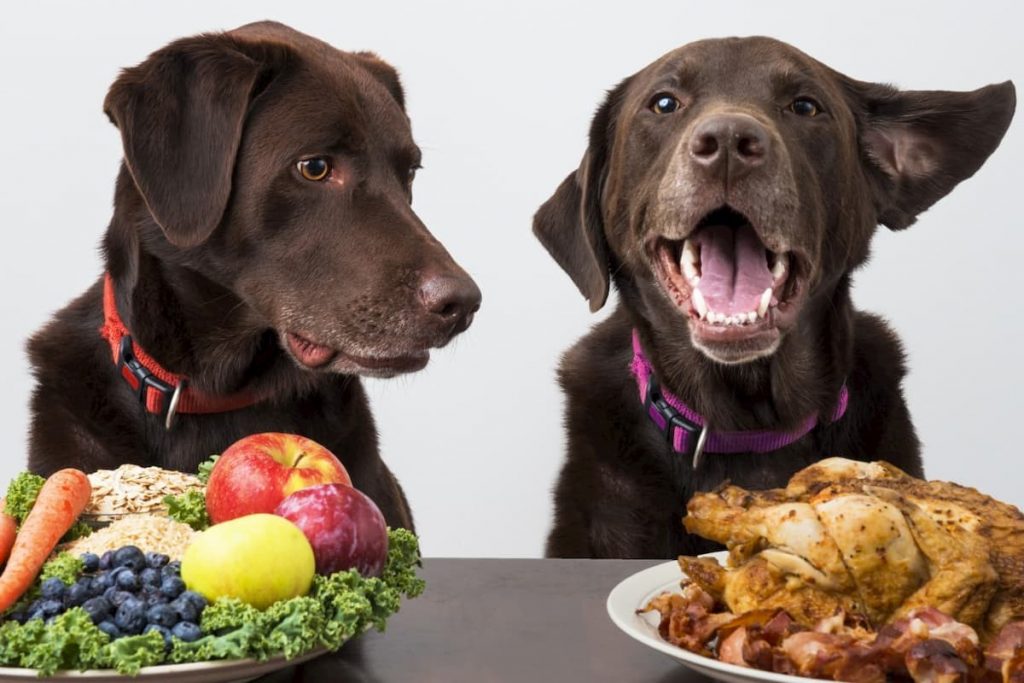 Two brown Labradors, one with a plate of chicken and another with a plate of fruit. The dog with the fruit is looking at the chicken intently and the dog with the chicken is looking excited | Veganuary: Is it worth the hype? | e-Surgery 