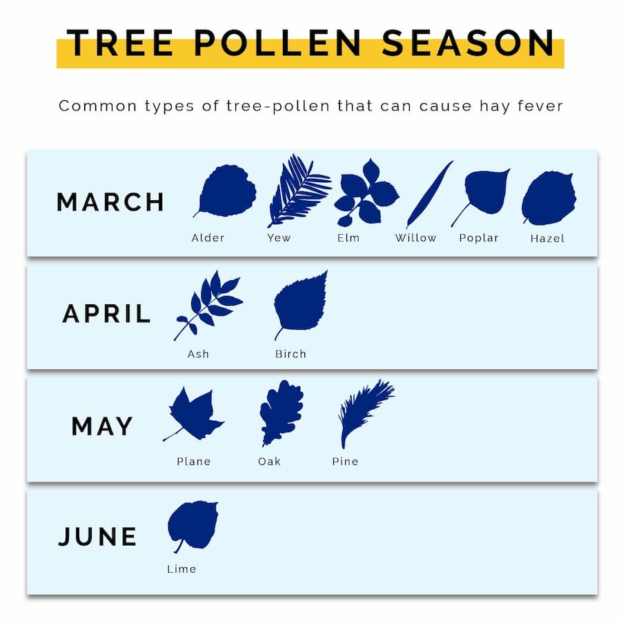 Table that signifies the different types of trees that give off polen across the calendar month of March, April, May and June | The UK Pollen Guide For Hay Fever Sufferers | e-Surgery 