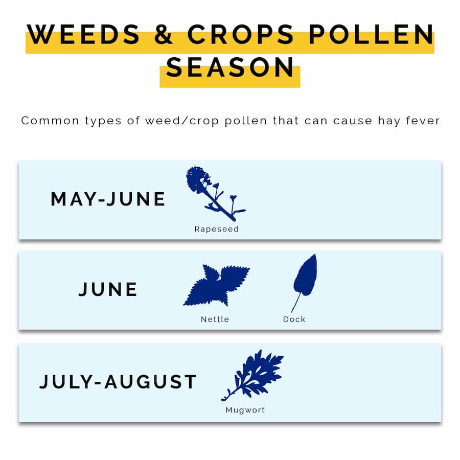 Table showing the various weed and crops that release pollen through May to August | The UK Pollen Guide For Hay Fever Sufferers | e-Surgery  