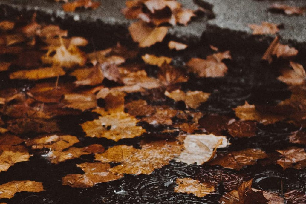 Autumn leaves  on wet pavement | What Is Seasonal Affective Disorder And How Can You Treat It? | e-Surgery 