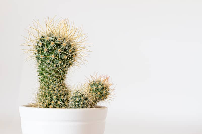 Cactus in white pot, how to get rid of premature ejaculation, e-Surgery