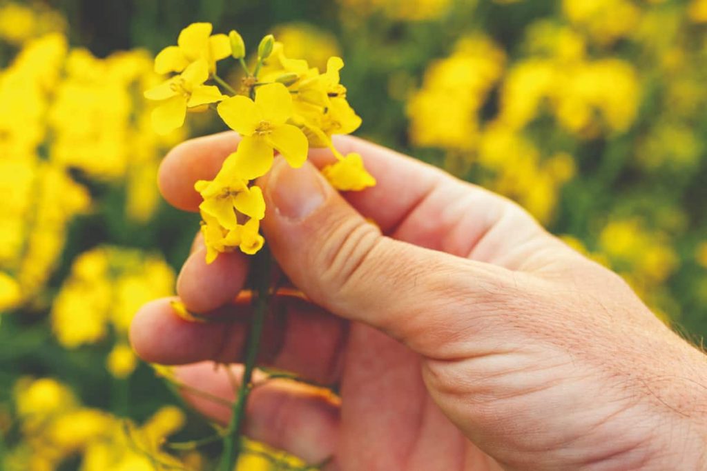 person holding rapeseed flower that can cause hay fever