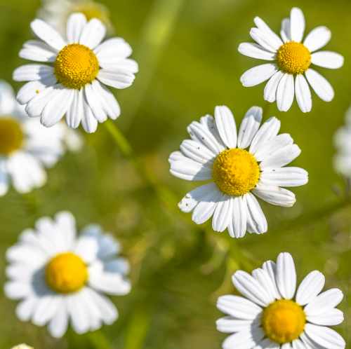 Chamomile with relaxing scent or for making tea | e-Surgery