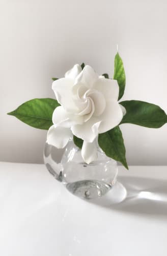 White Gardenia with relaxing scents | e-Surgery