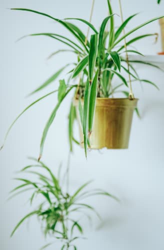 Spider plant hanging indoors easy to care for | e-Surgery