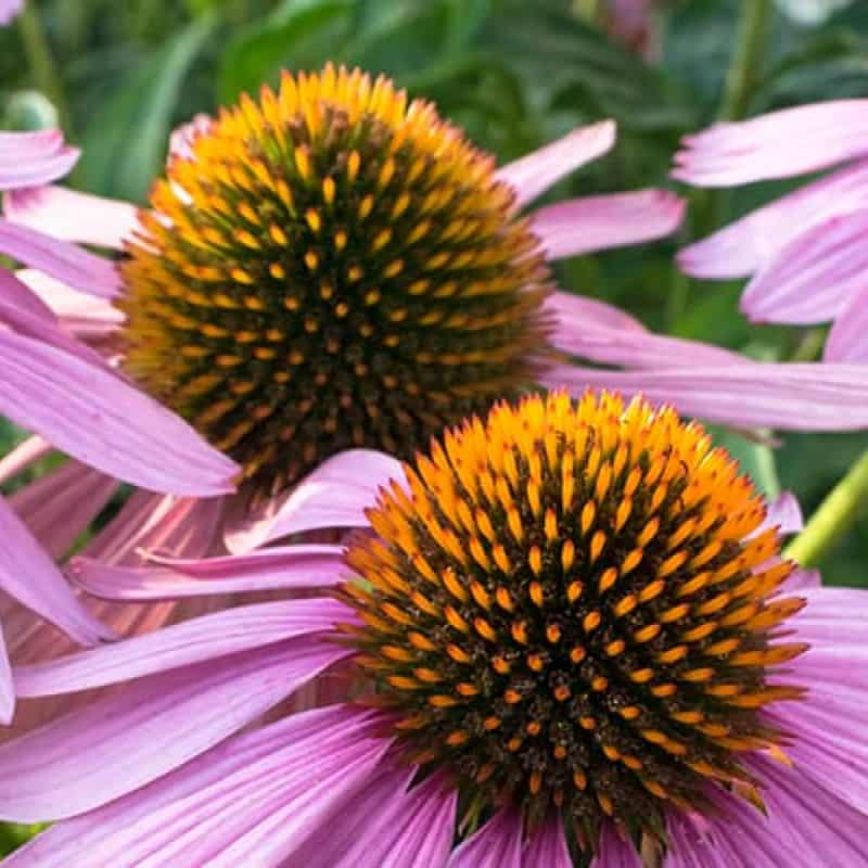 Purple echinacea flowers, echinacea the wonder herb, e-Surgery