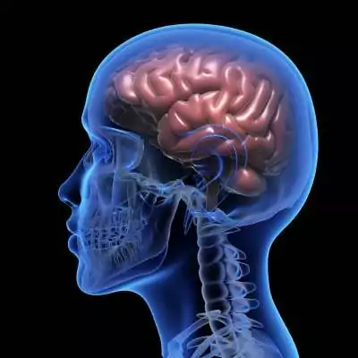 Diagram of the brain | e-surgery