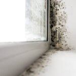 The Best Way to Get Rid of Black Mould This Winter
